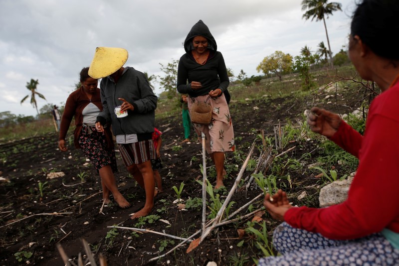 FILE PHOTO: Sumbanese villagers work on a field seeding peanuts in Hamba Praing village, Kanatang district, East Sumba Regency, East Nusa Tenggara province, Indonesia, February 23, 2020. REUTERS/Willy Kurniawan