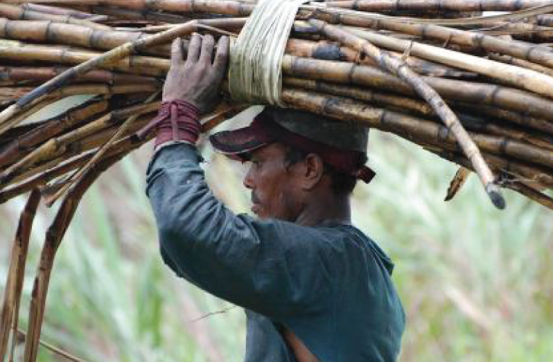 A sugar worker fetching cane on his head