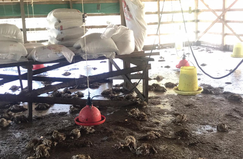 Floodwaters damaged the Latifs’ chicken farm