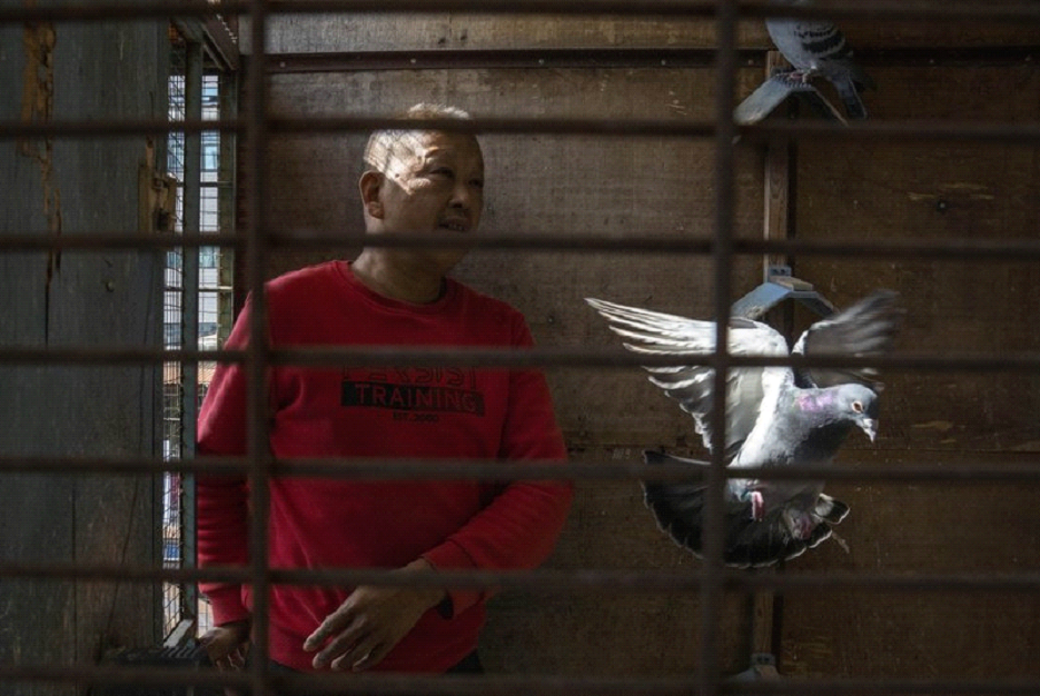 Huanan market vendor Jiang Dafa tends to his pigeons at home in Wuhan in central China's Hubei province on Oct. 22, 2020. (AP Photo/Ng Han Guan)