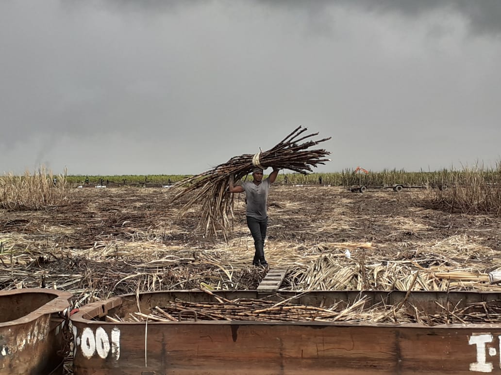 Uitvlugt cane harvester resorts to cut and carry method to salvage cane ahead of heavy downpour