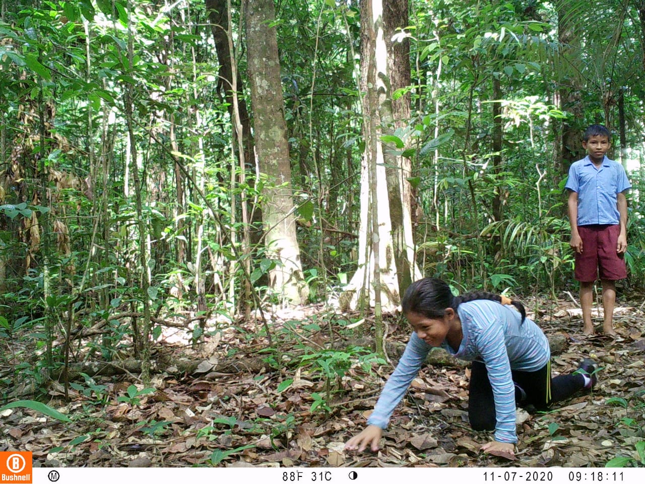 After setting the camera trap, young club members test the setting and senor, by pretending to be a jaguar.