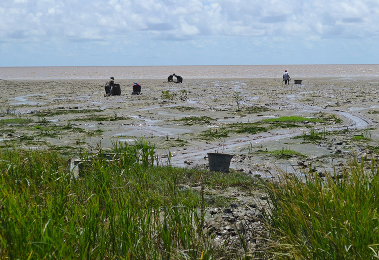 GLSC participating in mangrove replanting exercise in Region 2