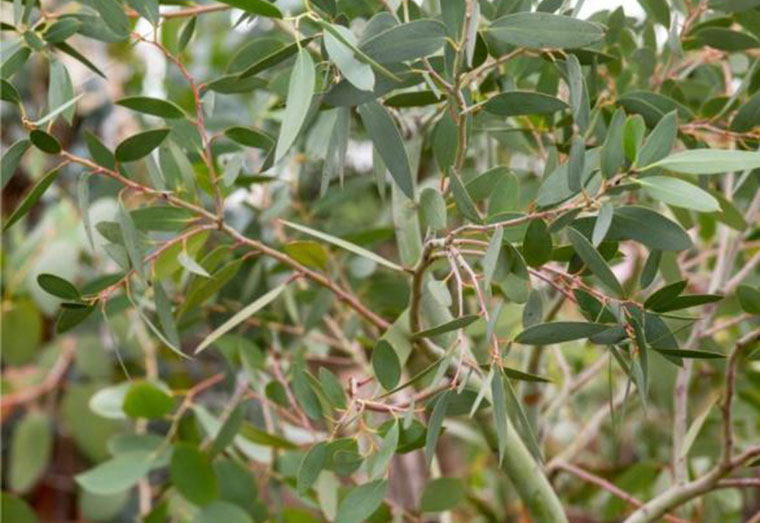 Herbal Section | Benefits and Uses of Eucalyptus Oil