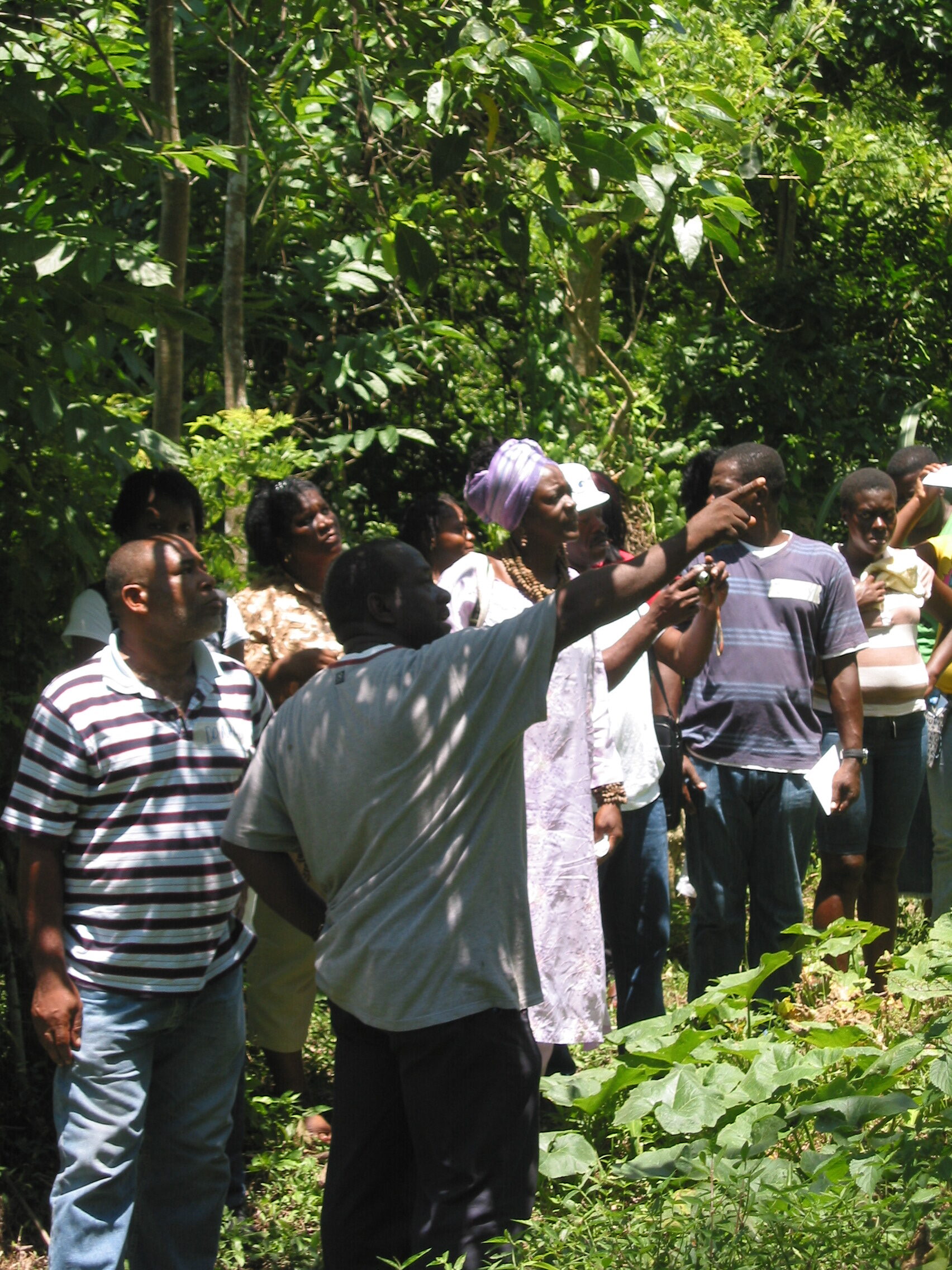 EU PARTNERS WITH REGIONAL STAKEHOLDERS TO IMPROVE FINANCIAL MANAGEMENT IN JAMAICA’S FORESTRY SECTOR.