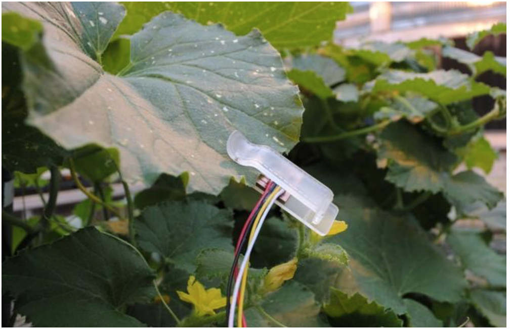 Technology Innovations In Agriculture  This week -Leaf Sensors