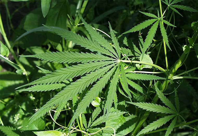 Govt tables bill to legalise cultivation of industrial hemp