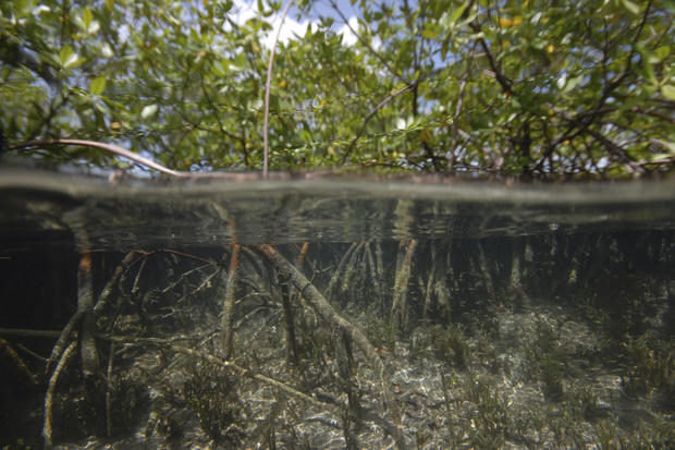 World’s largest bacterium found in Caribbean swamp