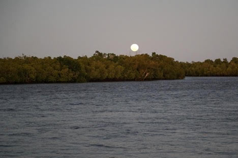 The moon shines over mangrove trees at Vanga, Kenya on Tuesday, June 14, 2022. (AP Photo/Brian Inganga)