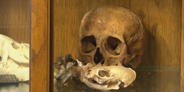Fowler says the human skull is "her prized possession." It sells for US$2,2000 on her Etsy page.