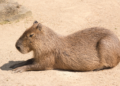 Capybara (Photo: iStock)
