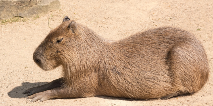 Capybara (Photo: iStock)