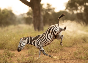 This buckarooing zebra lets one fly in Kenya.