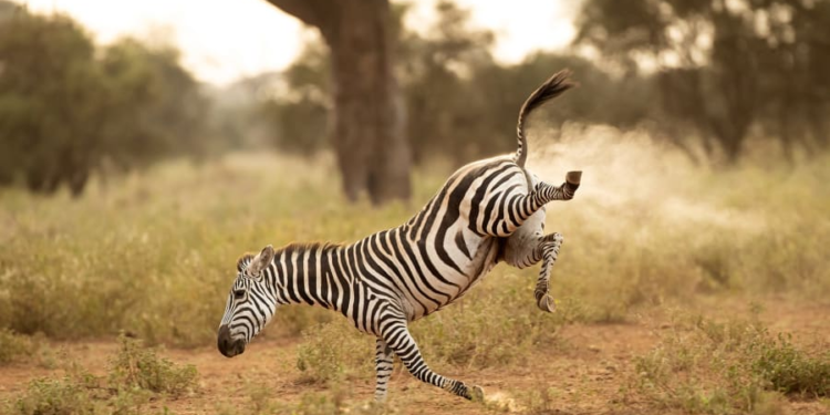 This buckarooing zebra lets one fly in Kenya.