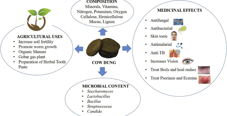 Composition, health benefits, and medicinal effects of dung.