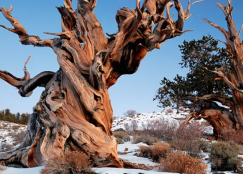 The oldest individual tree in the world -- nicknamed "Methuselah" after the longest-lived person in the Bible -- has been alive for more than 4,800 years (4,854 years as of 2022)