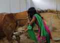 Susheela Kumari, an attendant at a cow shelter, collects urine to be processed in Bulandshahar, Uttar Pradesh, India.