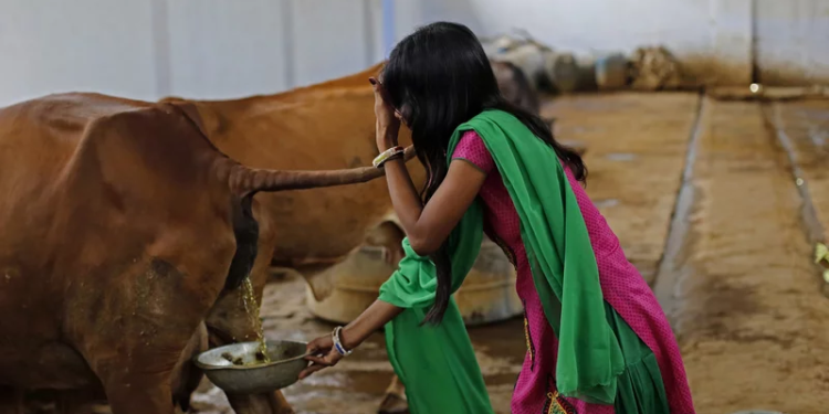 Susheela Kumari, an attendant at a cow shelter, collects urine to be processed in Bulandshahar, Uttar Pradesh, India.