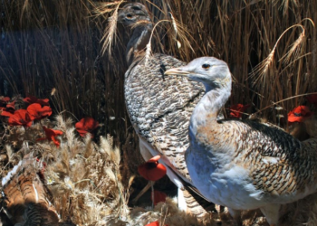 Great bustards eat corn poppies for their medicinal properties.