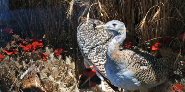 Great bustards eat corn poppies for their medicinal properties.