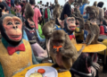Monkeys enjoy fruit during monkey feast festival in Lopburi province, Thailand. Sunday, Nov. 27, 2022. The festival is an annual tradition in Lopburi, which is held as a way to show gratitude to the monkeys for bringing in tourism. (AP Photo/Chalida EKvitthayavechnukul)