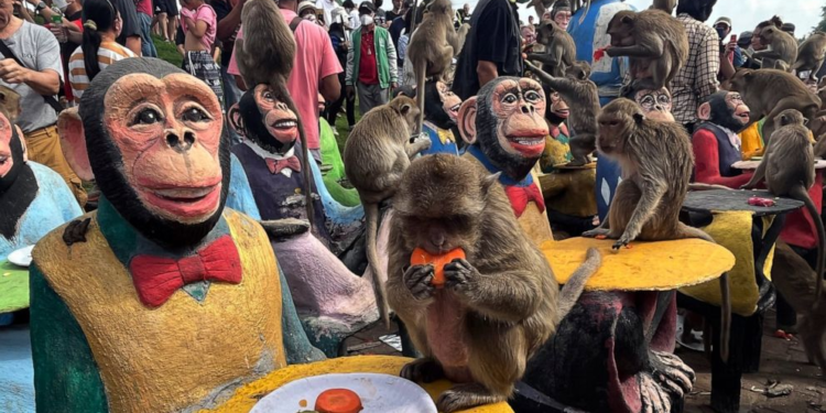 Monkeys enjoy fruit during monkey feast festival in Lopburi province, Thailand. Sunday, Nov. 27, 2022. The festival is an annual tradition in Lopburi, which is held as a way to show gratitude to the monkeys for bringing in tourism. (AP Photo/Chalida EKvitthayavechnukul)