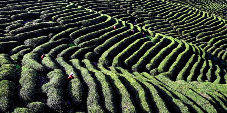Villagers pick tea leaves at a tea garden in Mianxian County of Hanzhong City, northwest China's Shaanxi Province, April 19, 2022. /Xinhua