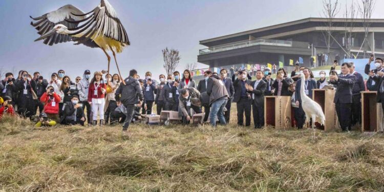 Injured migratory birds that were rescued by animal protectionists are released into the wild on Saturday as part of a bird-watching event in Jiujiang, Jiangxi province. LIU YUANQING/FOR CHINA DAILY
