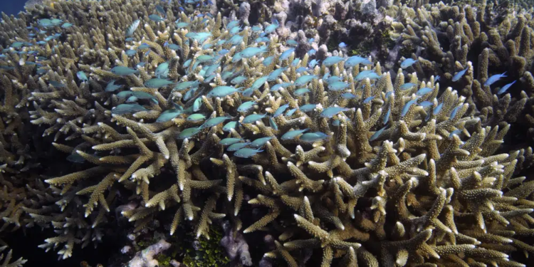FILE - A school of fish swims above corals on Moore Reef in Gunggandji Sea Country off the coast of Queensland in eastern Australia on Nov. 13, 2022. After a historic biodiversity agreement was reached, countries now face pressure to deliver on the promises. The most significant part of the global biodiversity framework is a commitment to protect 30% of land and water considered important for biodiversity by 2030. (AP Photo/Sam McNeil, File)