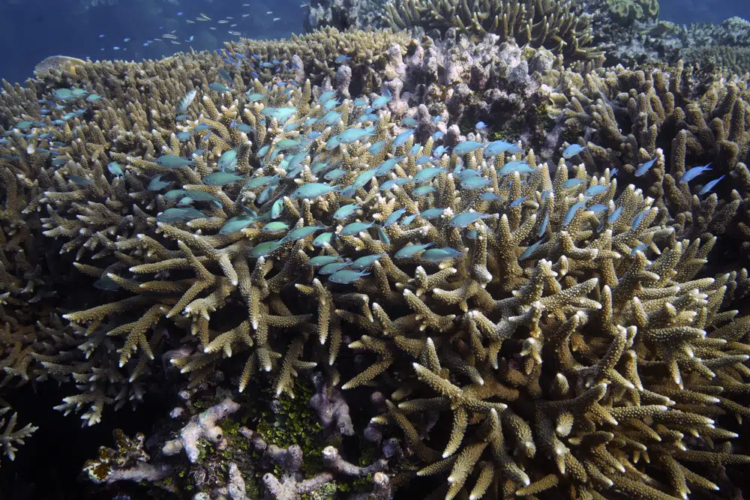 FILE - A school of fish swims above corals on Moore Reef in Gunggandji Sea Country off the coast of Queensland in eastern Australia on Nov. 13, 2022. After a historic biodiversity agreement was reached, countries now face pressure to deliver on the promises. The most significant part of the global biodiversity framework is a commitment to protect 30% of land and water considered important for biodiversity by 2030. (AP Photo/Sam McNeil, File)
