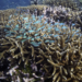 FILE - A school of fish swims above corals on Moore Reef in Gunggandji Sea Country off the coast of Queensland in eastern Australia on Nov. 13, 2022. After a historic biodiversity agreement was reached, countries now face pressure to deliver on the promises. The most significant part of the global biodiversity framework is a commitment to protect 30% of land and water considered important for biodiversity by 2030. (AP Photo/Sam McNeil, File)