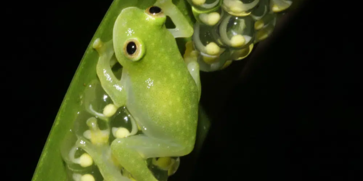This photo provided by researchers in December 2022 shows a glass frog, strict leaf dwelling frogs, that sleep, forage, fight, mate, and provide (male) parental care on leaves over tropical streams. Some frogs found in South and Central America have the rare ability to turn on and off their nearly transparent appearance, researchers report Thursday, Dec. 22, 2022, in the journal Science. (Jesse Delia/AMNH via AP)