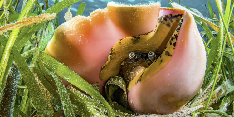 Queen conchs live in seagrass meadows, like this one in the Bahamas.SHANE GROSS /NPL/MINDEN