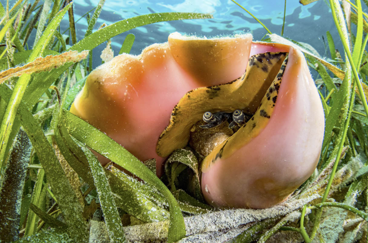 Queen conchs live in seagrass meadows, like this one in the Bahamas.SHANE GROSS /NPL/MINDEN