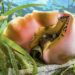 Queen conchs live in seagrass meadows, like this one in the Bahamas.SHANE GROSS /NPL/MINDEN