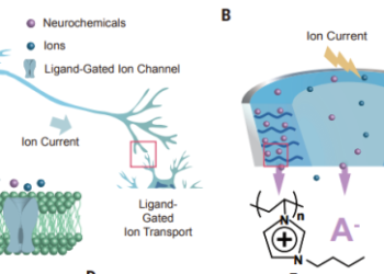 A: An illustrated image of neuron models. B: An illustrated image of polyelectrolyte-confined fluidic memristor (PFM). /CAS