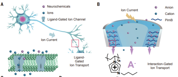 A: An illustrated image of neuron models. B: An illustrated image of polyelectrolyte-confined fluidic memristor (PFM). /CAS