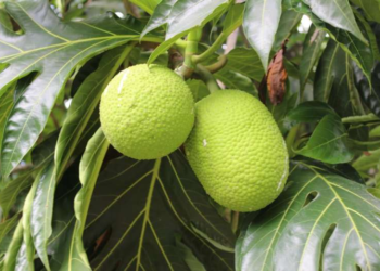 1 / 1Breadfruit tree in St. Vincent and the Grenadines. Credit: Nyree Zerega/Northwestern University/Chicago Botanic Garden