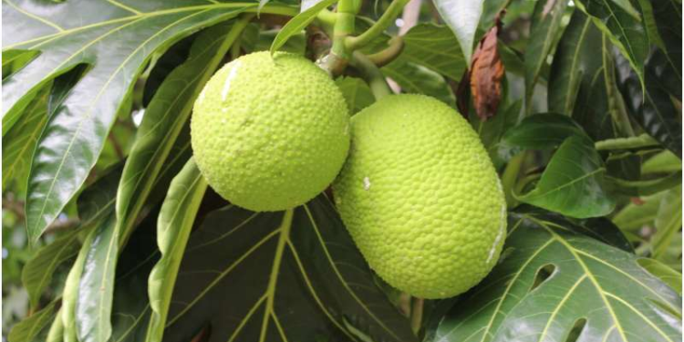 1 / 1Breadfruit tree in St. Vincent and the Grenadines. Credit: Nyree Zerega/Northwestern University/Chicago Botanic Garden