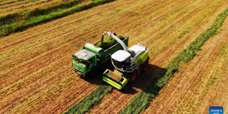 This aerial photo shows workers of Shandong Lvfeng Agriculture Group Co., Ltd. harvesting grass in Wudi County, east China's Shandong Province. Photo:Xinhua