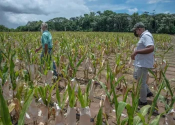 Minister of Agriculture, Zulfikar Mustapha and others inspecting the corn field in the Tacama area