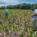 Minister of Agriculture, Zulfikar Mustapha and others inspecting the corn field in the Tacama area