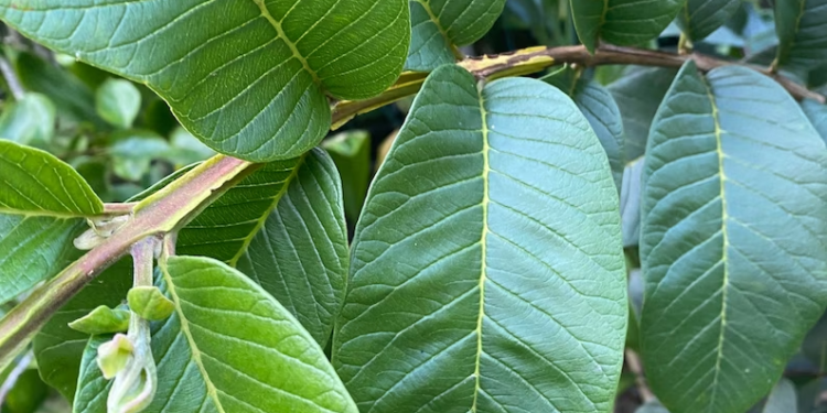 Guava leaf (Google photo)