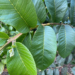 Guava leaf (Google photo)