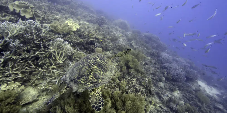 FILE - A sea turtle swims over corals on Moore Reef in Gunggandji Sea Country off the coast of Queensland in eastern Australia on Nov. 13, 2022. The International Seabed Authority on Friday, March 31, 2023 closed two weeks’ worth of negotiations without reaching any agreement or consensus on the issue amid growing calls to pause, ban or place a moratorium on the potential deep-sea mining of minerals used in green technology like electric car batteries. (AP Photo/Sam McNeil, File)
