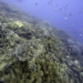 FILE - A sea turtle swims over corals on Moore Reef in Gunggandji Sea Country off the coast of Queensland in eastern Australia on Nov. 13, 2022. The International Seabed Authority on Friday, March 31, 2023 closed two weeks’ worth of negotiations without reaching any agreement or consensus on the issue amid growing calls to pause, ban or place a moratorium on the potential deep-sea mining of minerals used in green technology like electric car batteries. (AP Photo/Sam McNeil, File)