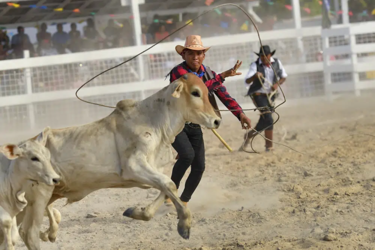 A cowboy ropes during the annual two-day Rupununi Ranchers Rodeo festival, in Lethem, Guyana, Saturday, April 8, 2023. The festival is an Easter weekend tradition, celebrating the Rupununi savannah cowboy lifestyle. (AP Photo/Matias Delacroix)