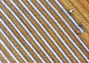 This aerial photo taken on Feb. 18, 2023 shows farmers mulching a crop field in Xintian County of Yongzhou, central China's Hunan Province. (Photo by Liu Guixiong/Xinhua)