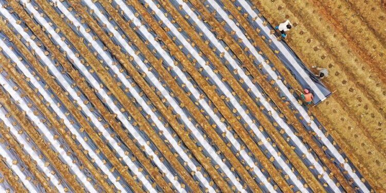 This aerial photo taken on Feb. 18, 2023 shows farmers mulching a crop field in Xintian County of Yongzhou, central China's Hunan Province. (Photo by Liu Guixiong/Xinhua)