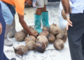 Some of the Brazilian Green Dwarf seed nuts that were procured